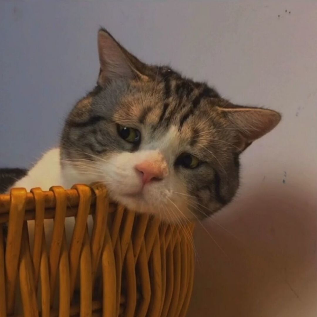 头像